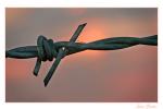 political thorn